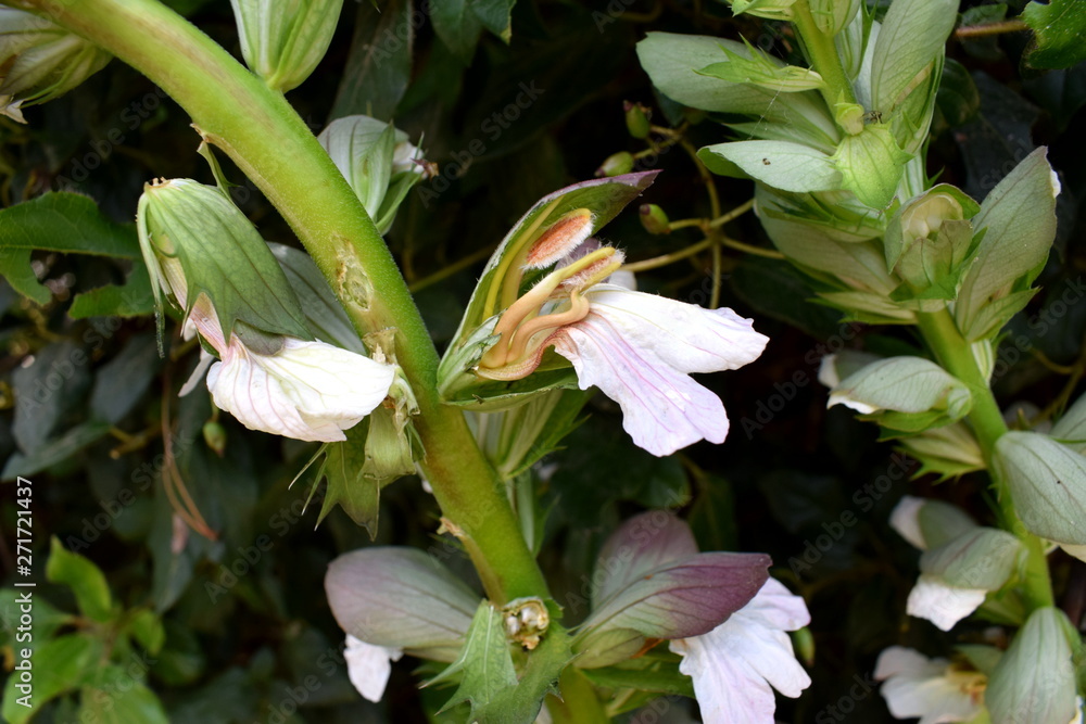 Obraz premium cactus flower