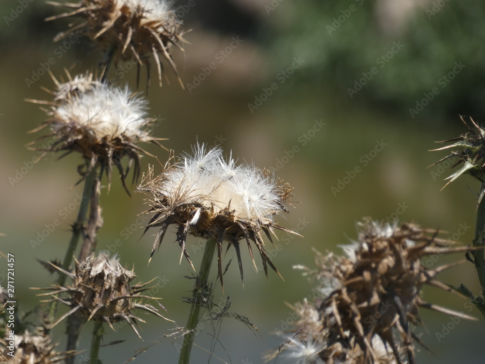 Flores de cardo en primavera, preparada para diseminar sus semillas y reproducirse Flores de cardo en primavera, preparada para diseminar sus semillas y reproducirse