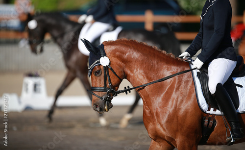 Dressage horse in close-up in a dressage competition in a square..