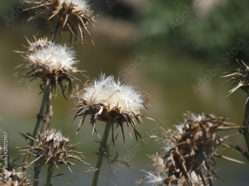 Flores de cardo en primavera  preparada para diseminar sus semillas y reproducirse