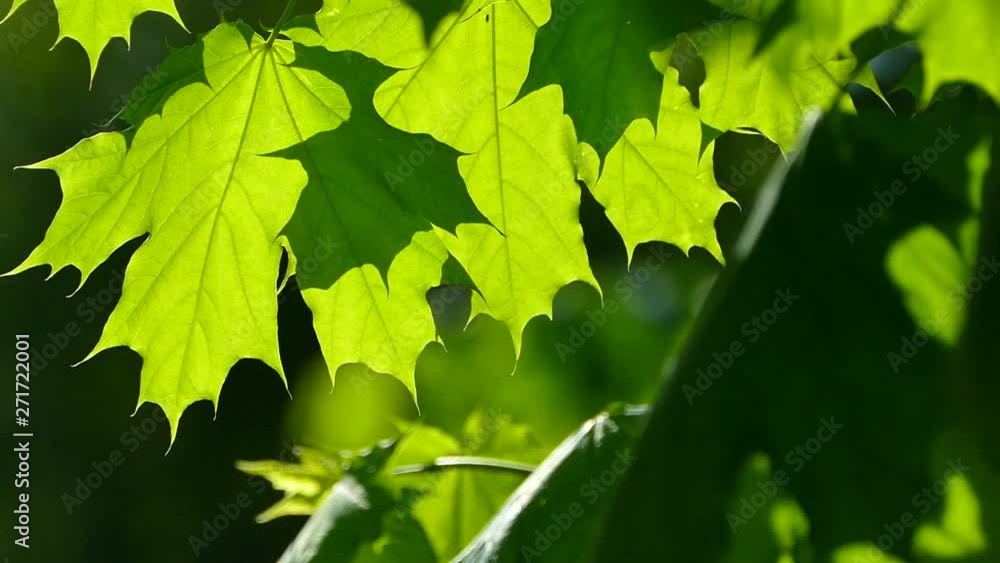Green background with maple leaves. Spring and summer with green leaves. The sun's rays shine on the leaves of the tree. Green background with maple leaves. Spring and summer with green leaves. The sun's rays shine on the leaves of the tree.