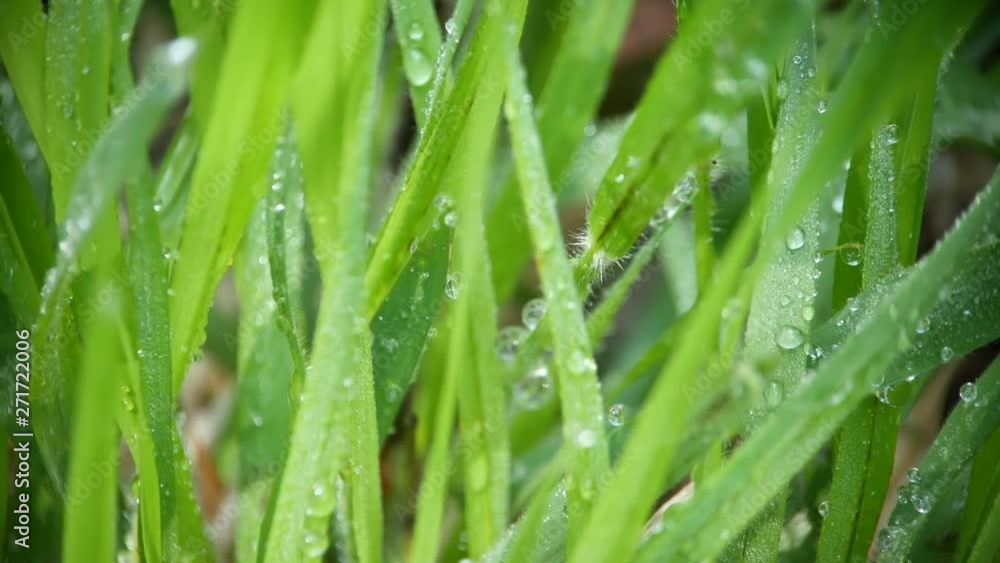 Morning dew drops on the leaves of grass Morning dew drops on the leaves of grass