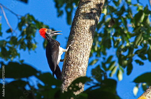 White-bellied woodpecker