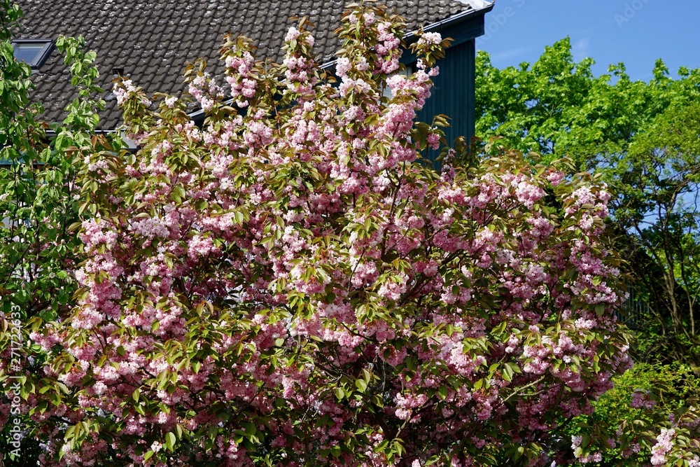 Kirschblüte in Teltow