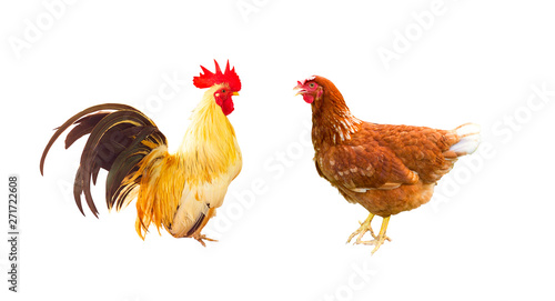 a rooster and a hen isolated on white background