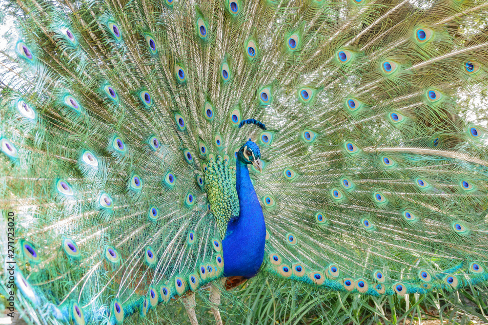 Obraz premium Male peacock showing it's color fan