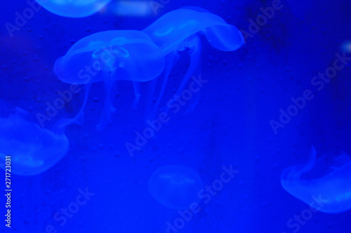 jellyfish in a zoo in france © frdric