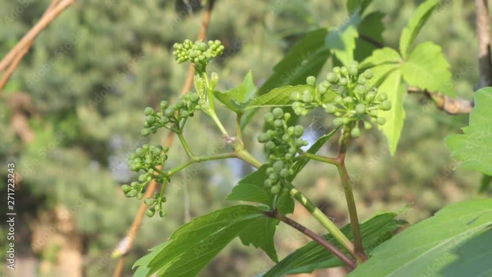 Unripe green bunches of wild ornamental grapes. Inedible berries. Parthenocissus Planch. Unripe green bunches of wild ornamental grapes. Inedible berries. Parthenocissus Planch.
