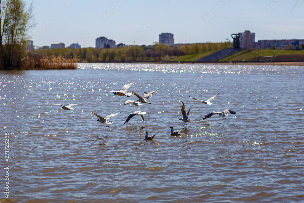beautiful white seagulls fly over the city river