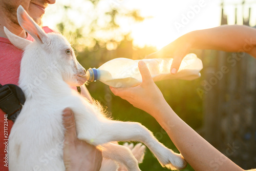 Little baby goat drinking bottled milk in a children's farm