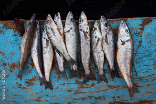 Cichlids, fish on a fishing boat at the beach in Senga Bay, lake Malawi photo