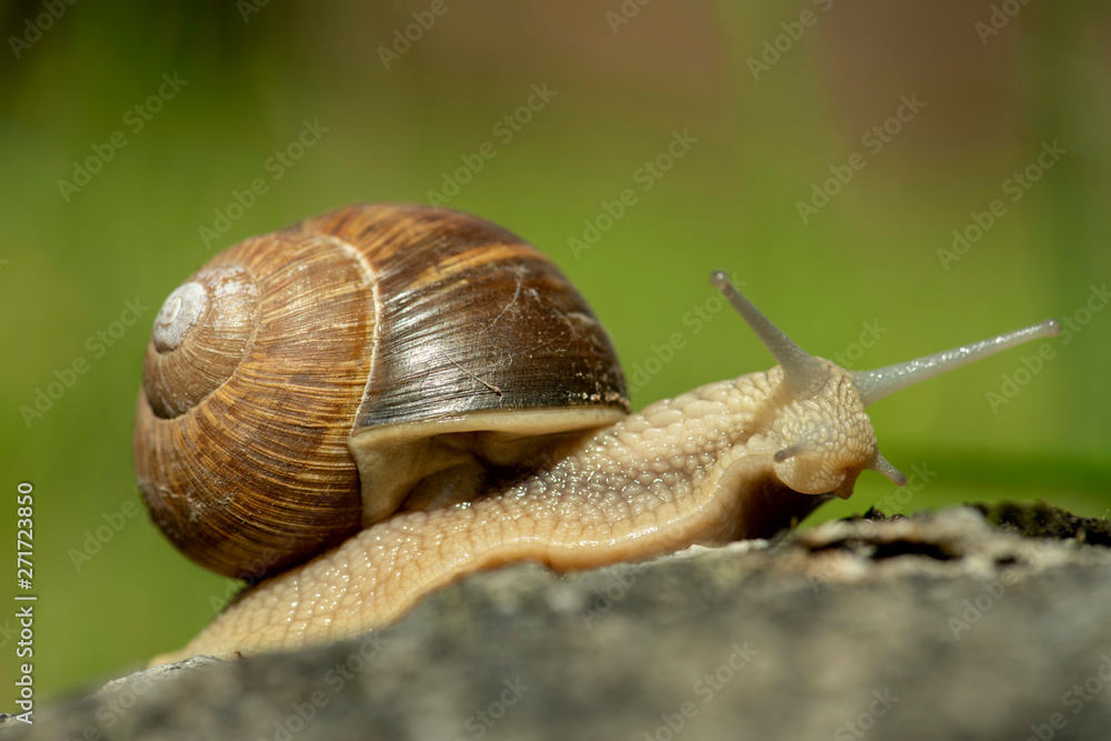 Weinbergschnecke,Helix Pomatia, im Garten, weit ausgestreckte Fühler, Gehäustragend auf Kriechfuß Weinbergschnecke,Helix Pomatia, im Garten, weit ausgestreckte Fühler, Gehäustragend auf Kriechfuß