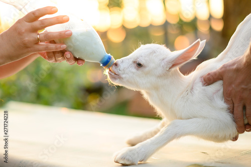 little goat in the hands of a veterinarian to feed in outdoor. animal care. 