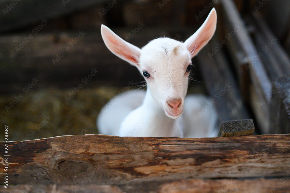 a white baby goat. Beautiful cute baby goat kid a white baby goat. Beautiful cute baby goat kid