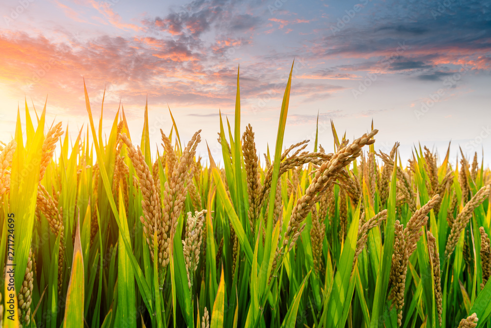 Fototapeta premium Ripe rice field and sky background at sunset time with sun rays