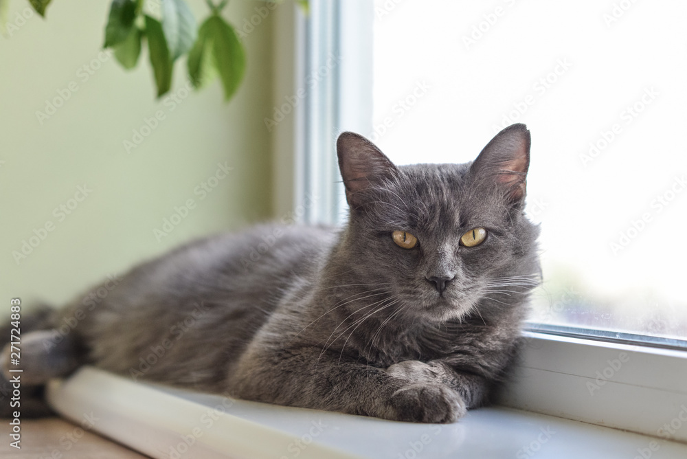 Gray cat Nebelung cat is lying on the windowsill at home.