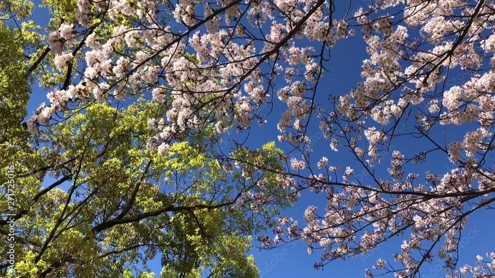 春の満開の桜の花 春の満開の桜の花