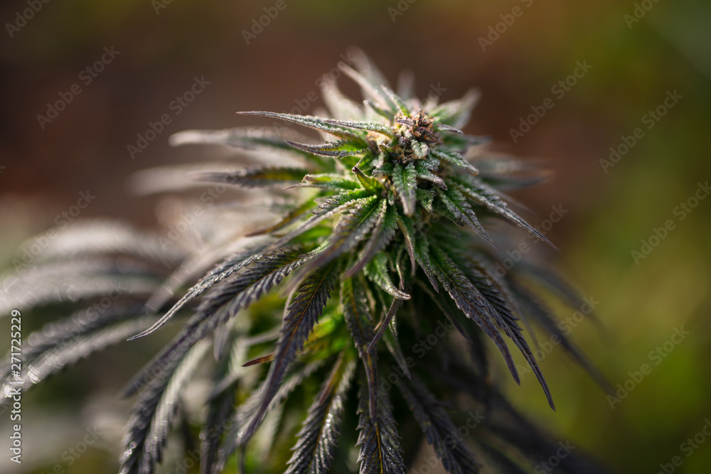 cannabis harvest time marijuana Feminized Seeds cannabis harvest time marijuana Feminized Seeds