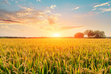 Ripe rice field and sky background at sunset time with sun rays