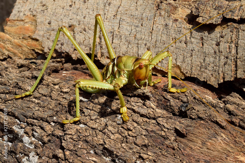 Saga (bush cricket or katydid), Saga ephippigera syriaca (Orthoptera: Tettigoniidae) photo