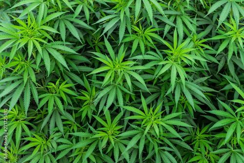marijuana leaves plantation background hemp farm beautiful wallpaper