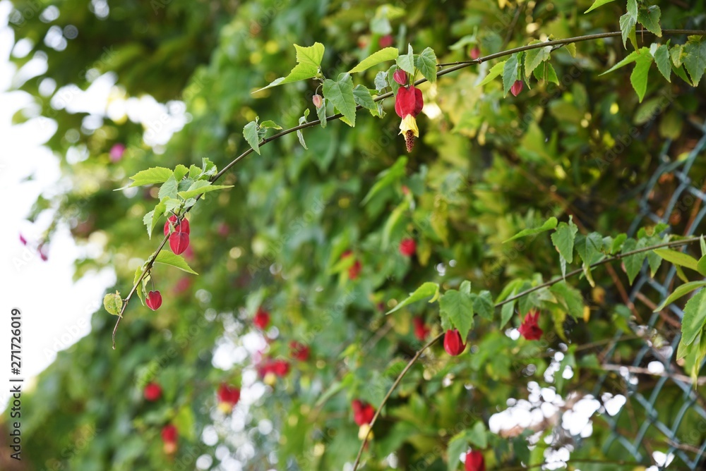 Trailing abutilon / Abutilon megapotamicum / Brazilian abutilon Trailing abutilon / Abutilon megapotamicum / Brazilian abutilon