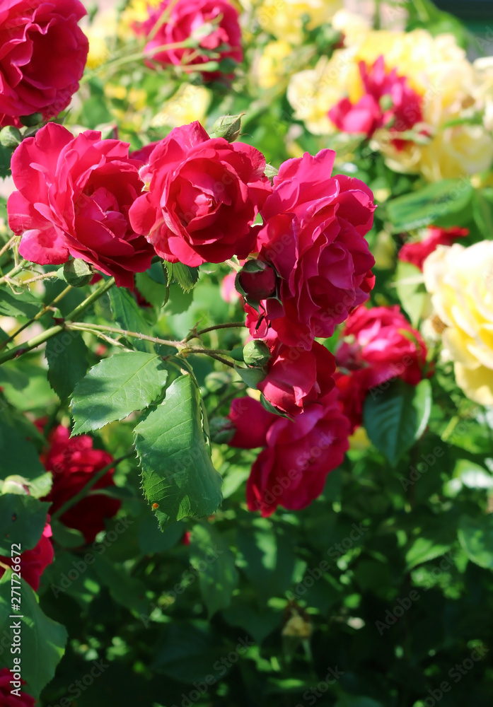 Close-up on a large and beautiful branch with red rose flowers that bloomed in the garden. Bright red branch on a sunny summer day