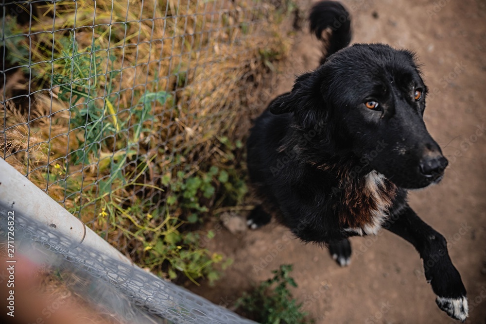 homeless dogs in cage. dogs are disabled homeless dogs in cage. dogs are disabled