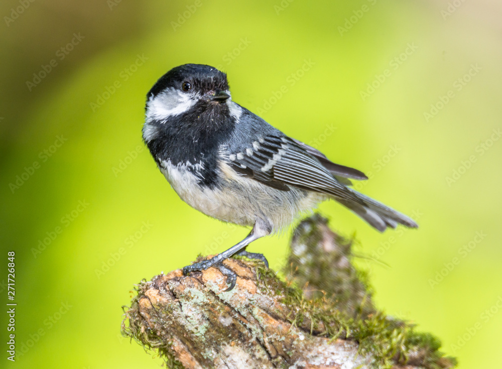 Obraz premium Black tit