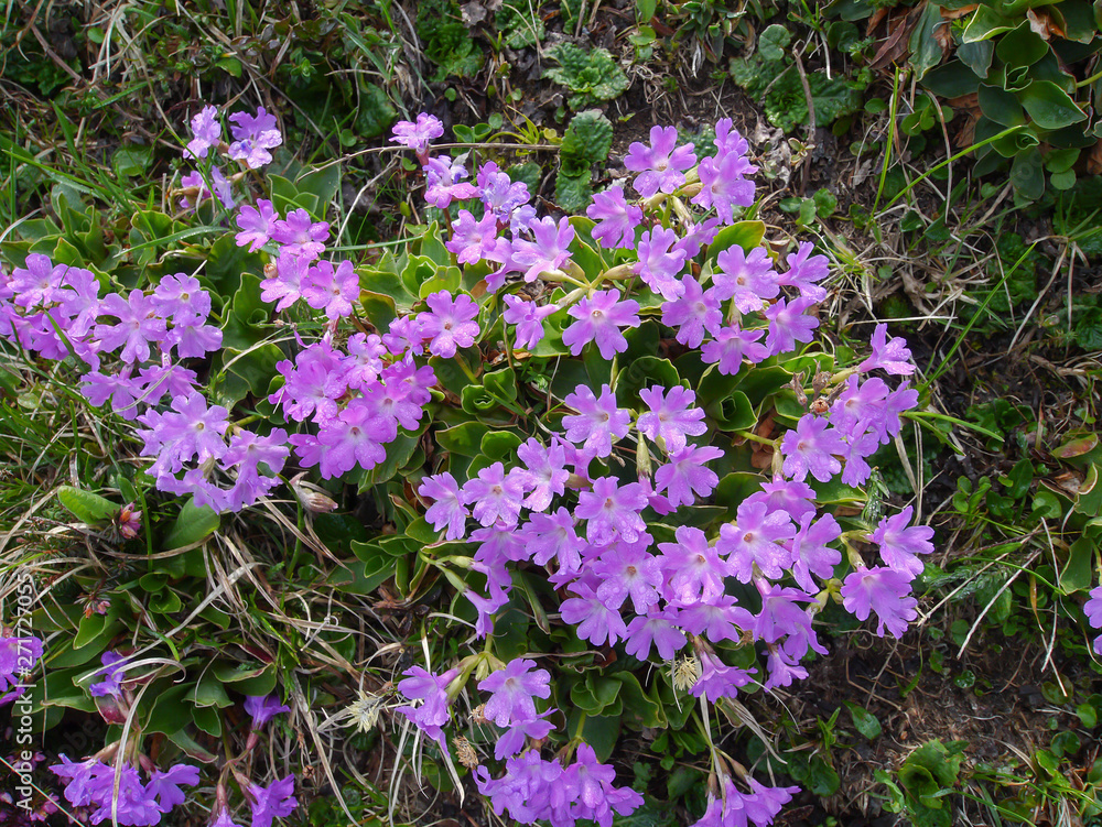 Obraz premium Primula spectabilis in bloom with dew
