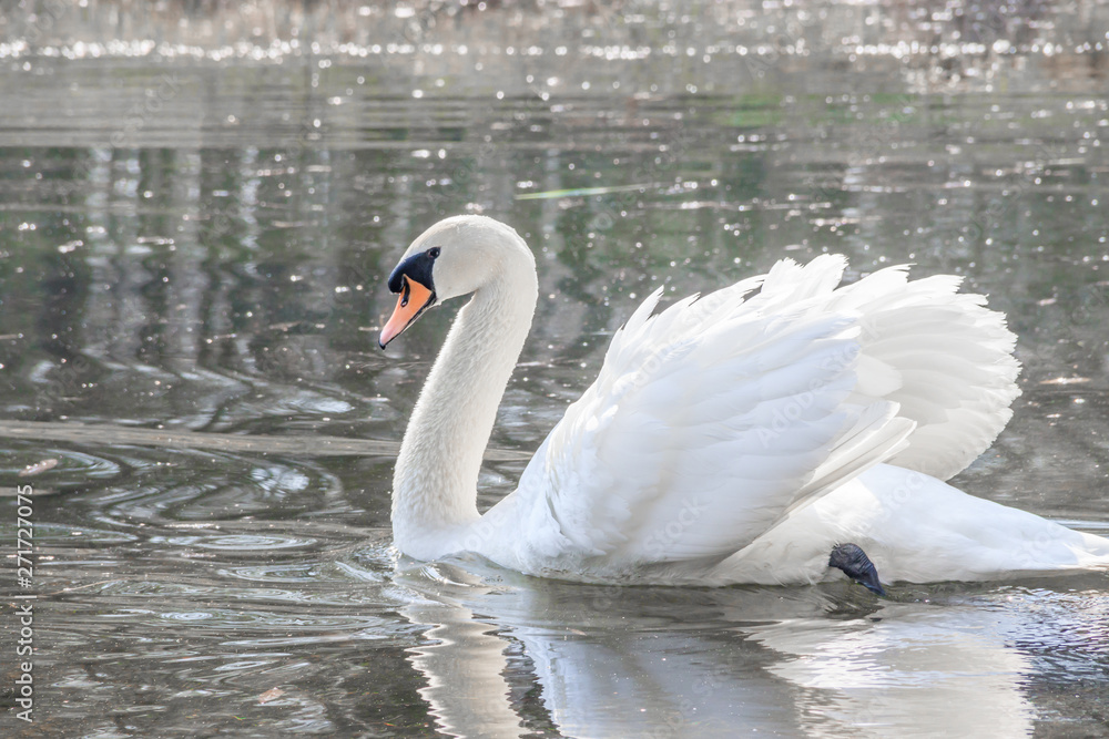 Fototapeta premium Beautiful white swan on the lake. Waterfowl. White bird.