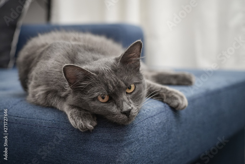 Fototapeta Naklejka Na Ścianę i Meble -  Gray cat Nebelung cat is lying on the sofa at home.