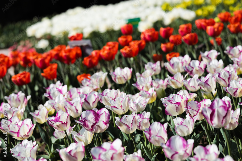 Beautiful bouquet of tulips nature background. Beautiful bouquet of tulips nature background.