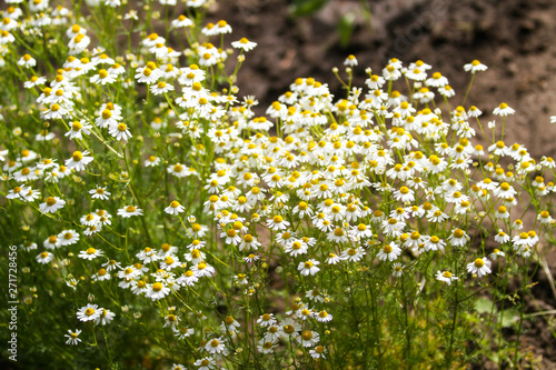 Beautiful countryside view of growing white flowers on a green field with grass.