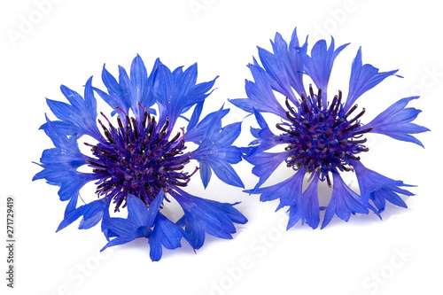 Blue Cornflower Herb isolated on white © Diana Taliun