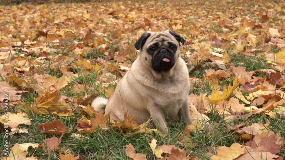 Cute pug dog sitting in yellow leaves. looking around. autumn Cute pug dog sitting in yellow leaves. looking around. autumn