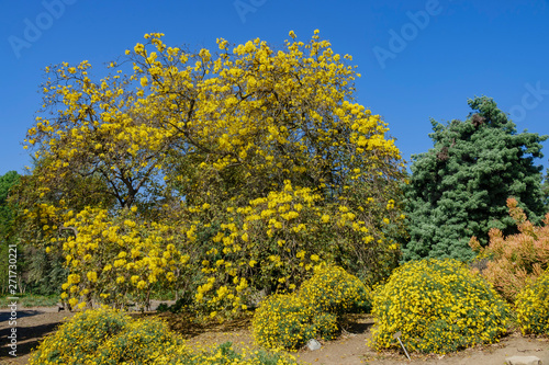 The beautiful yellow Handroanthus chrysotrichus blossom