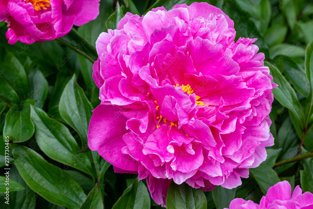 pink flower in the garden