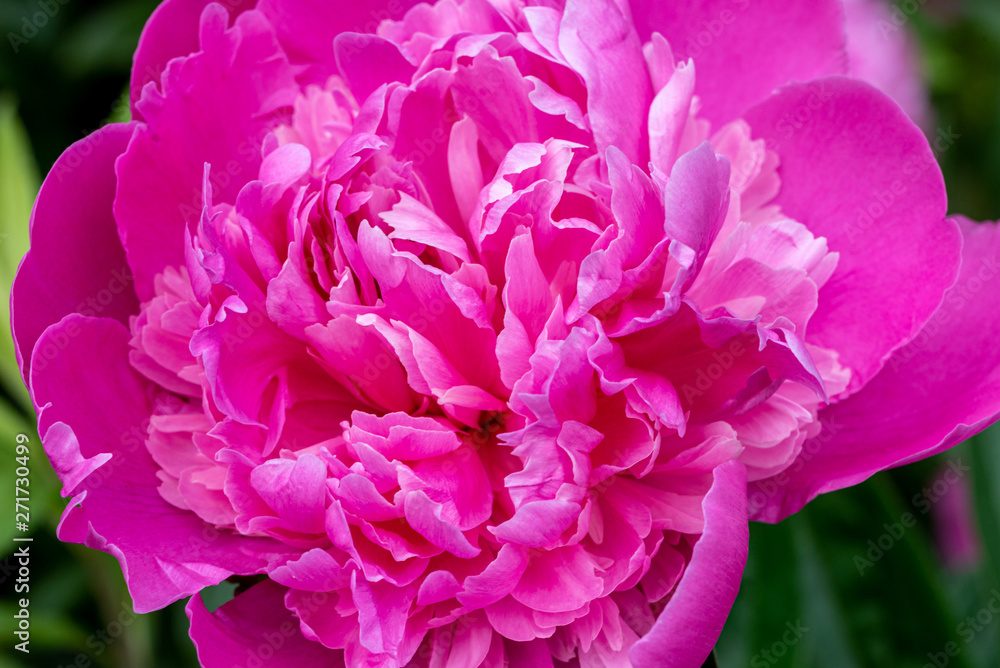 Close-up of a beautiful flowering peony. Floral background.
