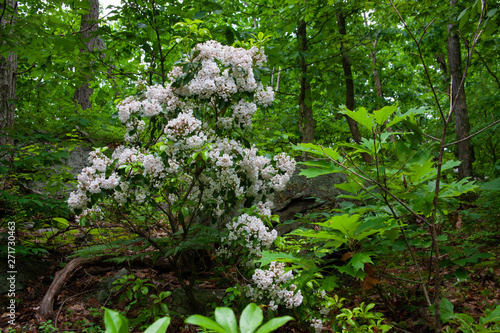 Pennsylvania Mountain Laurel In Bloom - State Flower Of PA © jeremy