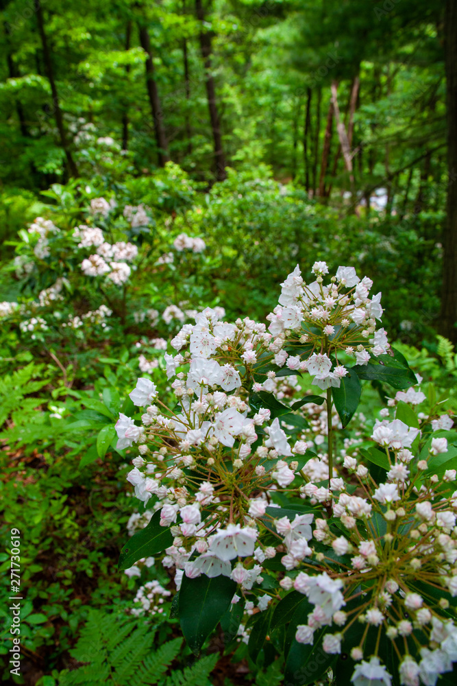 Pennsylvania Mountain Laurel In Bloom - State Flower Of PA Pennsylvania Mountain Laurel In Bloom - State Flower Of PA