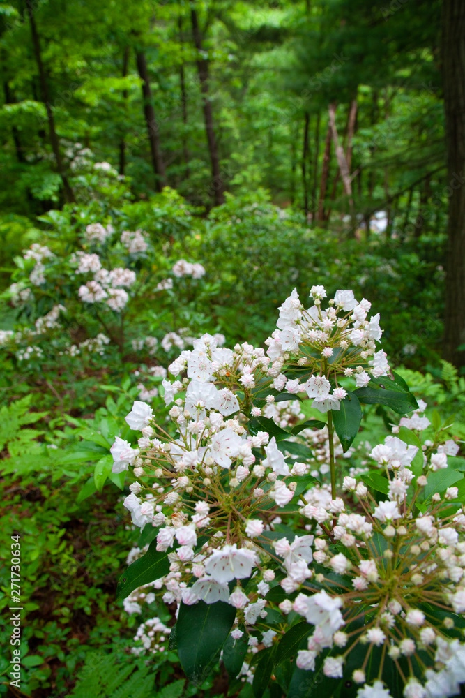 Pennsylvania Mountain Laurel In Bloom - State Flower Of PA Pennsylvania Mountain Laurel In Bloom - State Flower Of PA