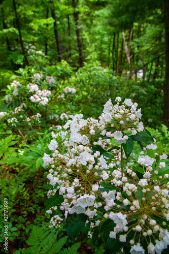 Pennsylvania Mountain Laurel In Bloom - State Flower Of PA