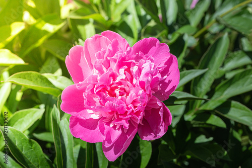 pink flower in the garden