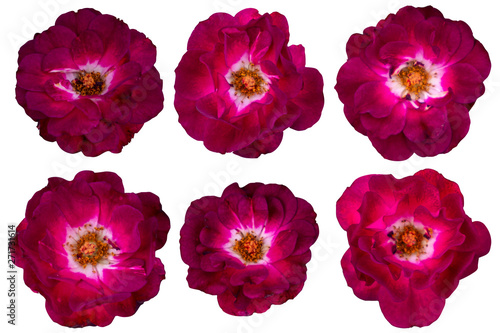 Blurred for Background.Red rose isolated on the white background. Photo with clipping path.