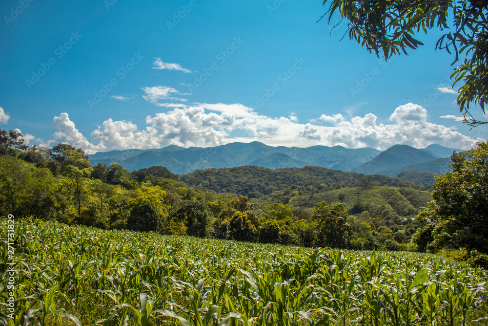 corn field and mountains landscape corn field and mountains landscape