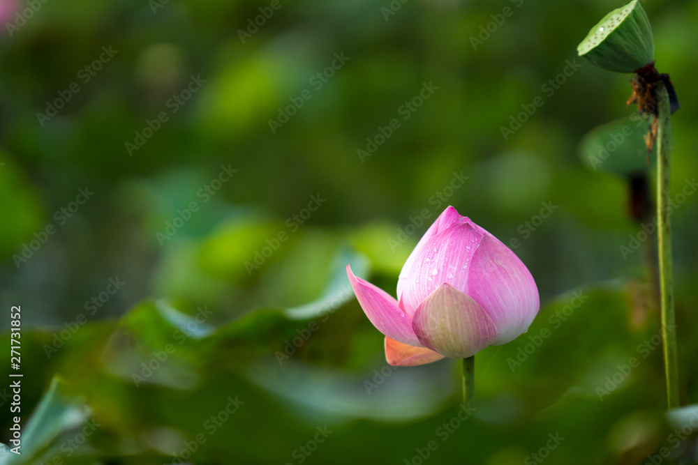 Beauty pink bud of lotus is in middle pond. The bud of lotus is on focus in middle lotus field. The background is the lotus leaf, pink lotus flower, lotus bud in a pond. Peace scene in a countryside, Beauty pink bud of lotus is in middle pond. The bud of lotus is on focus in middle lotus field. The background is the lotus leaf, pink lotus flower, lotus bud in a pond. Peace scene in a countryside,
