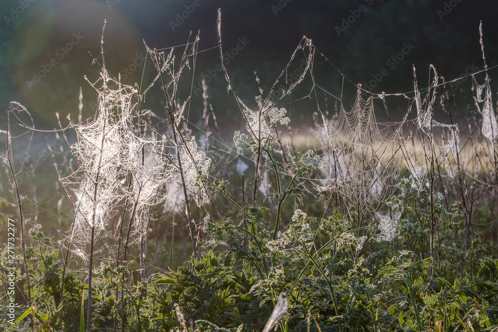 Spider web with morning dew hanging on the grass in the fields. Abstract pattern of spider web covered with rain droplets in morning sun light