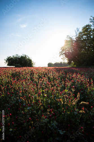 Wallpaper Mural tulip field of red flowers Torontodigital.ca