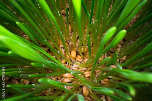 Wallpaper Mural Growing edible grass at home. Green sprouts coming out of seeds in white pot, bio food, healthy eating lifestyle Torontodigital.ca